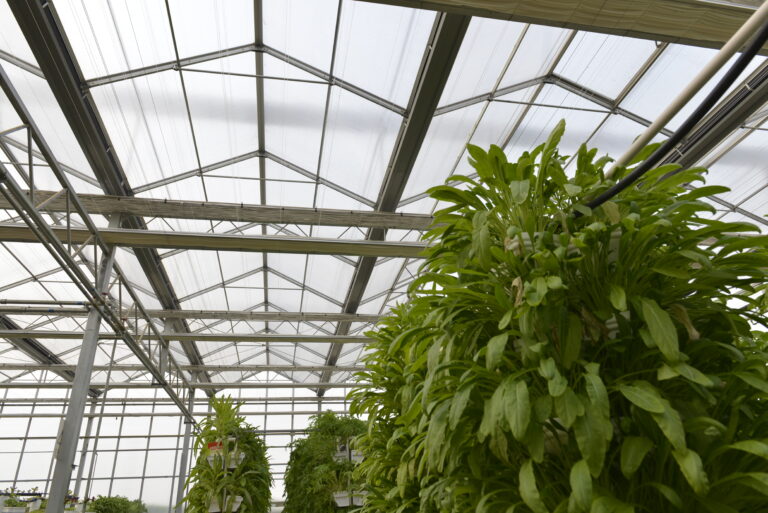 Large greenhouse project with multiwall polycarbonate sheets
