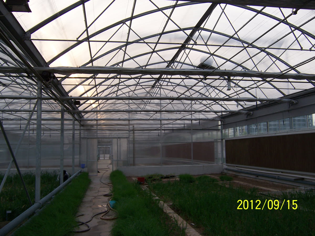 Inside a polycarbonate greenhouse with rows of thriving green crops under translucent roofing